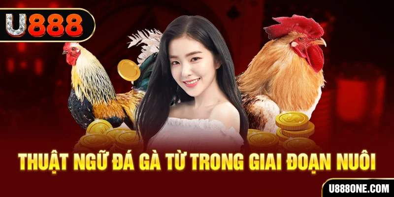 99 win xổ số miền bắc 90 ngày