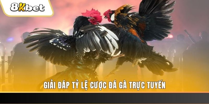 99 win ga choi cau thanh